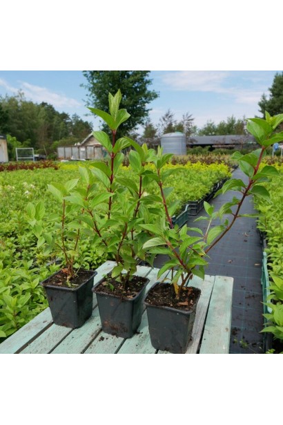 Гортензия метельчатая Diamantino в горшке 0,5 л